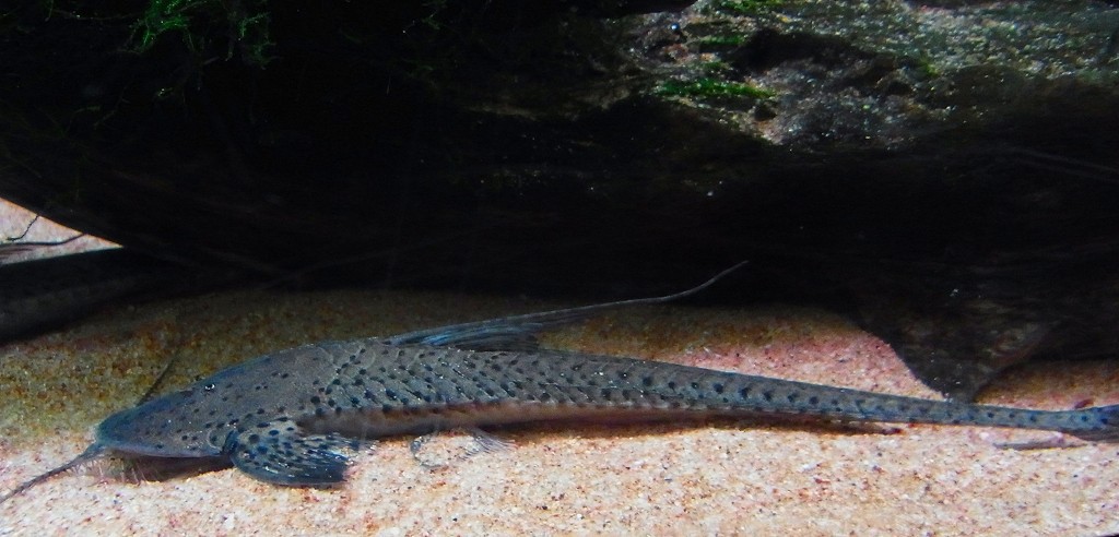 10230460253800042500_uto4tda0la