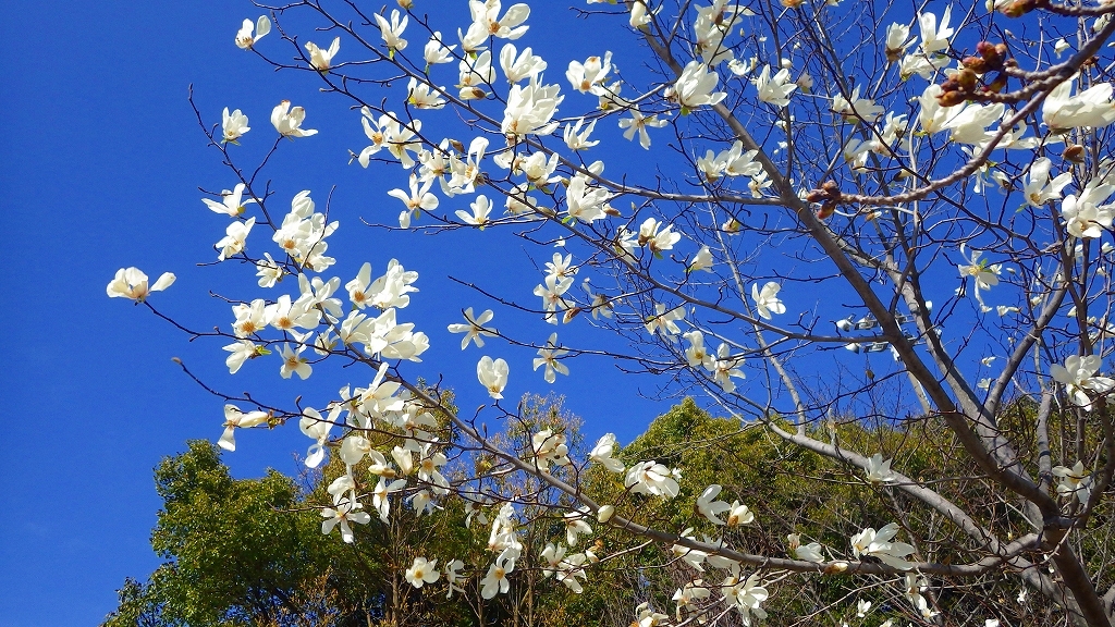 春・快晴　その２