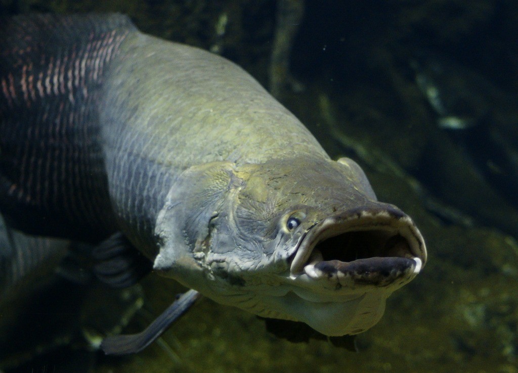 10336110860900042500_ybdv7v2ela