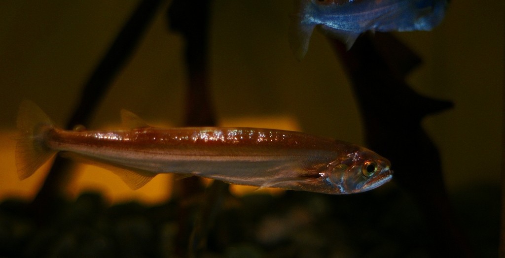 10233699144000042500_h2hlrs8fla