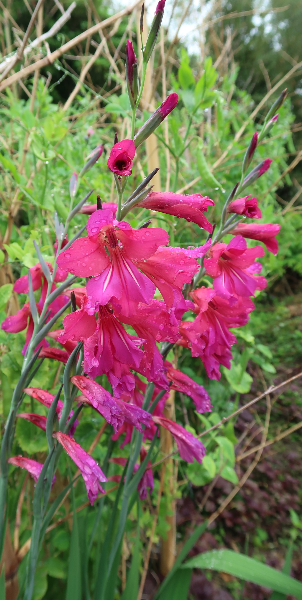 雨に唄えば　その2