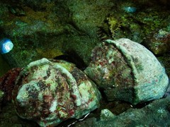 10234400031400042500_0nyu31f8la