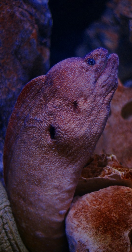 10327505836300042500_sh2o6nd9la