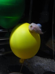 本物はどっち？