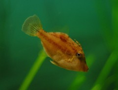 10127108739900042500_yy06rx1ala