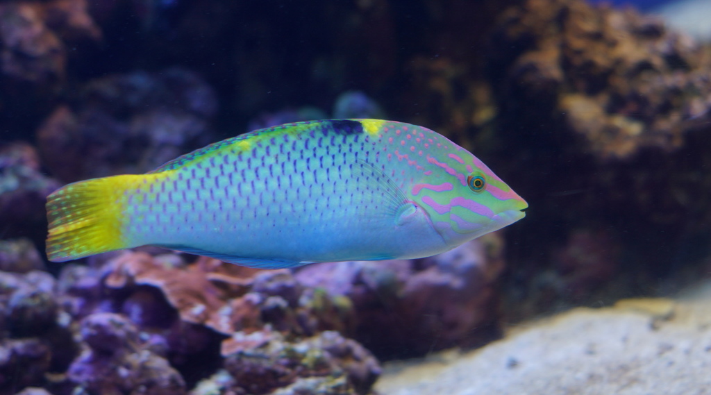 暑い日は水族館へ