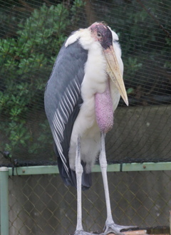 不気味ちゃん　その14