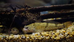 見張ってるからな　その62