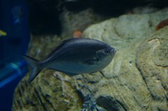 10133035224700042500_vni3nnmdla