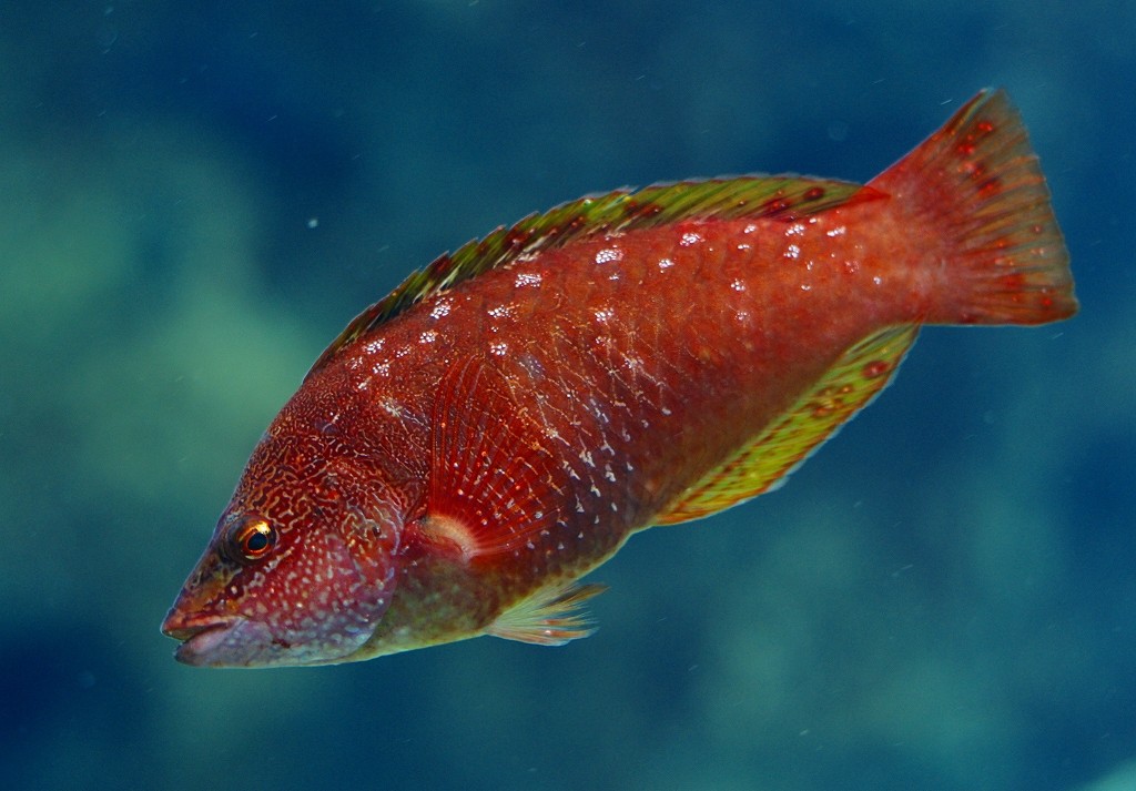 10226270426000042500_gshazh2sla