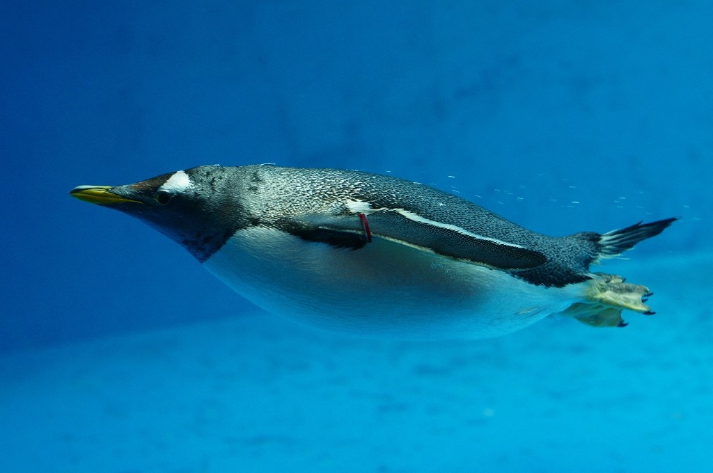 10330866611000042500_eezszdo1la