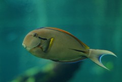 10129613353400042500_9t5hs31gla