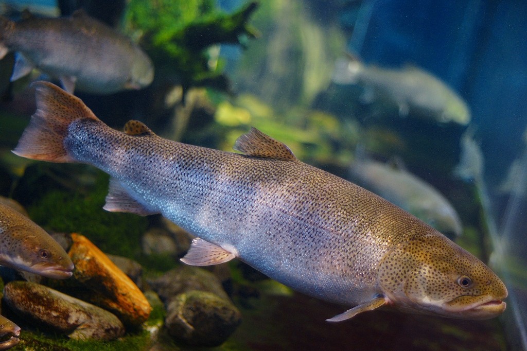 10129657311100042500_10eykzpbla