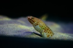 10131942963100042500_rhi02lhsla