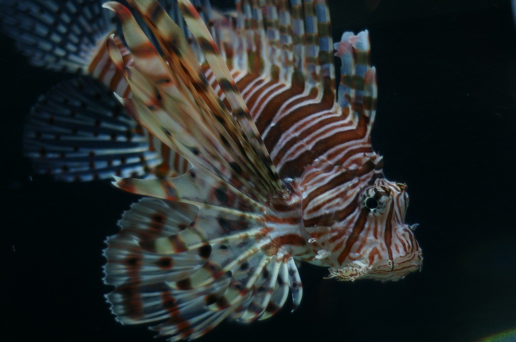 10334707088100042500_27jqpagdla