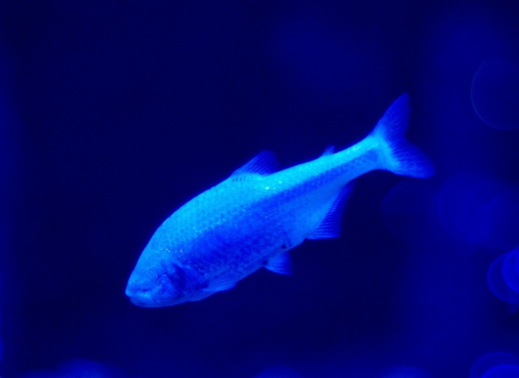 10529648897400042500_jslkxwrela