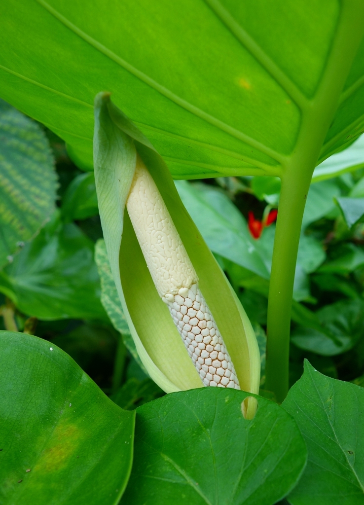 これでも花なんです