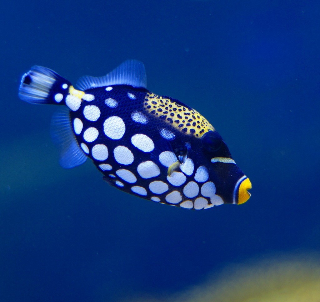 10134296288900042500_uostgc7ola