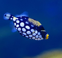 10134296288900042500_uostgc7ola