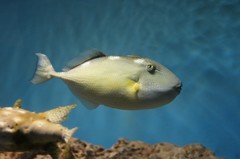 10136245118000042500_9eerkc6ila