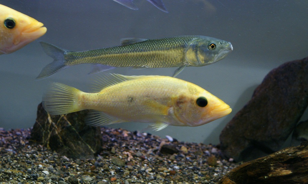 10137553741600042500_xa6ubzaxla