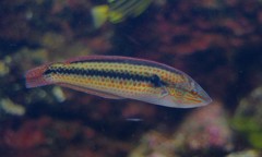 10328586285500042500_s6j2888mla