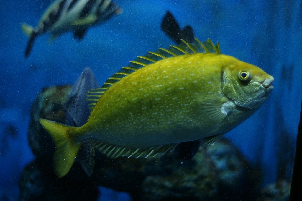 10331670745100042500_px5a8gm5la