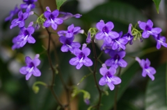 Sexual Violet No.1