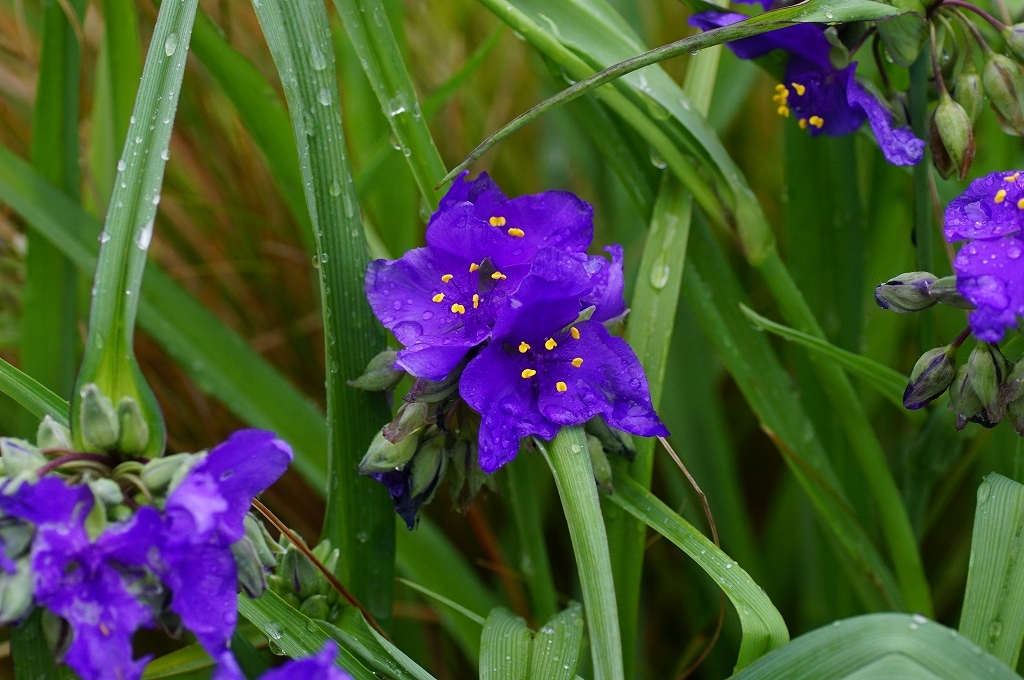 Sexual Violet No.1