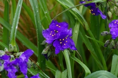Sexual Violet No.1