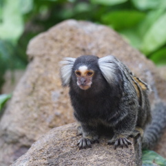 むむ、何奴！？　その2