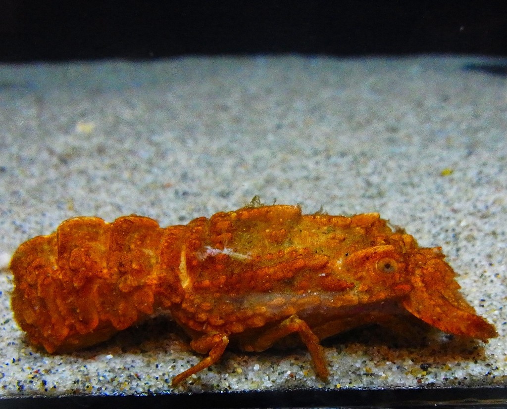 10330417711700042500_sgz8le3mla