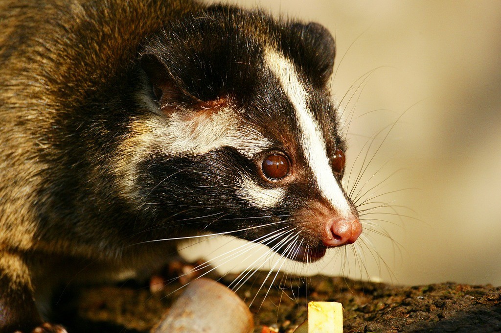 10333959521500042500_8cizhd3pla