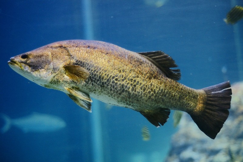 10327917019100042500_cje6xdoqla