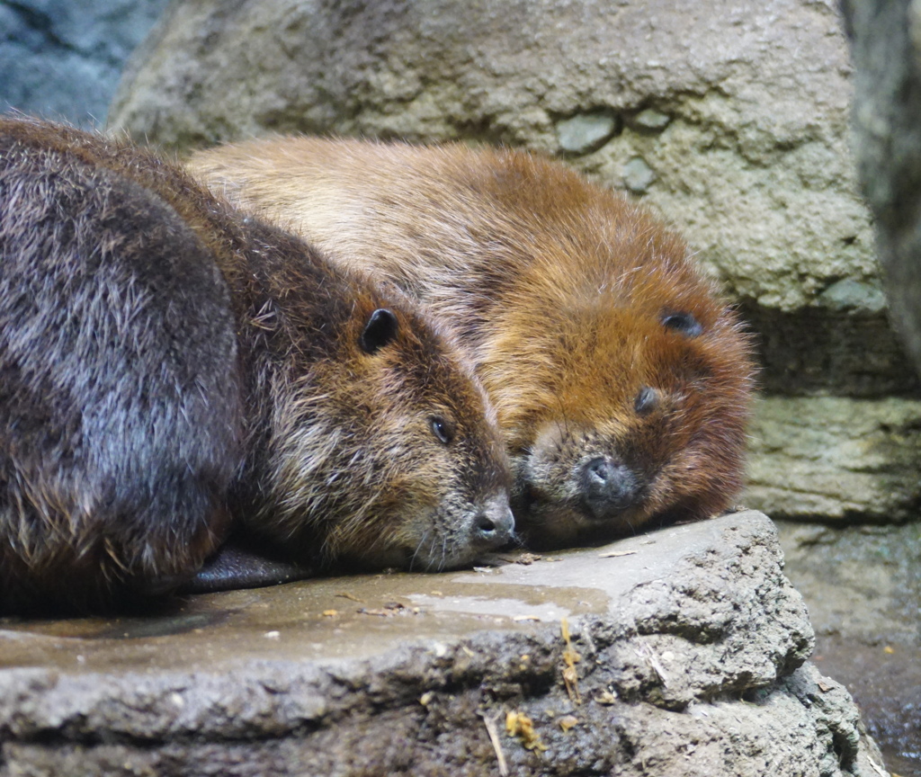 あと5分、あと5分・・zzz