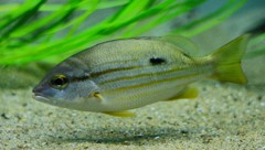 10327099788800042500_qd8sz1o3la