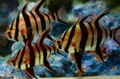 10333622637000042500_2ekau12ola