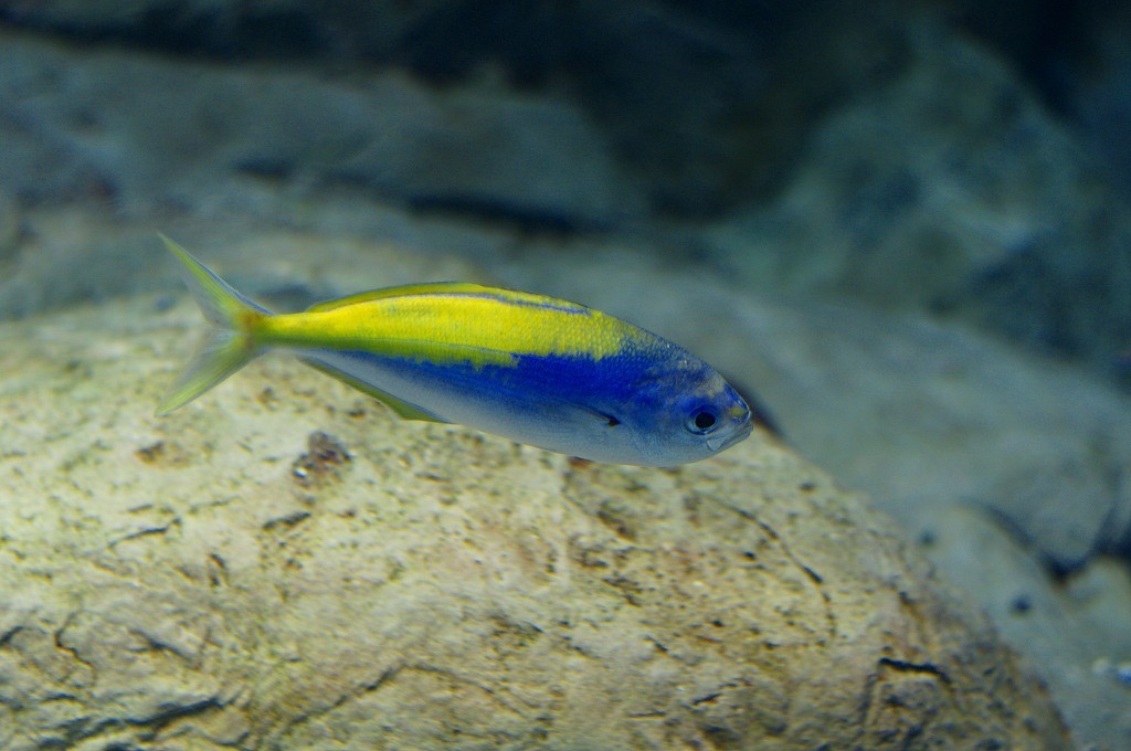 10333018262800042500_bbmyzeq0la