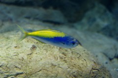 10333018262800042500_bbmyzeq0la