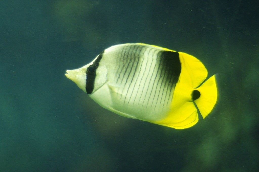 10334715582100042500_tmn1apdela