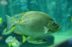 10229613353600042500_sw9lqvuwla