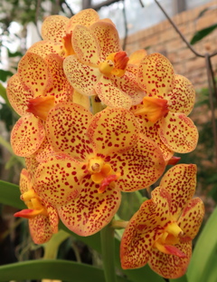 そばかす娘　その2