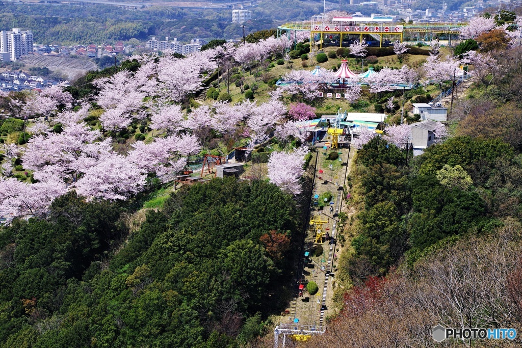 桜に包まれた遊園地