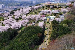桜に包まれた遊園地