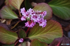 ヒマラヤユキノシタ