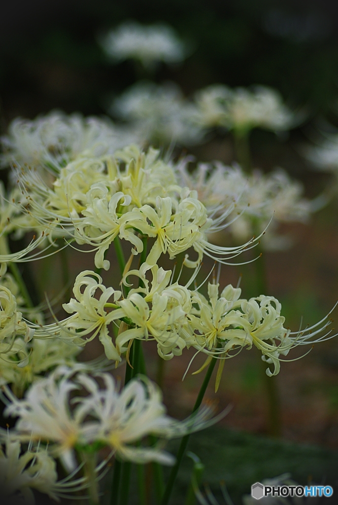 白花曼殊沙華