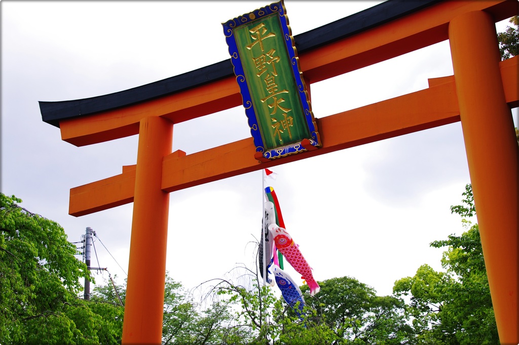 鳥居の中の鯉のぼり  