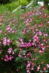 可愛い薔薇 アズミノ