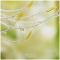 しずく@雨の日の白い花