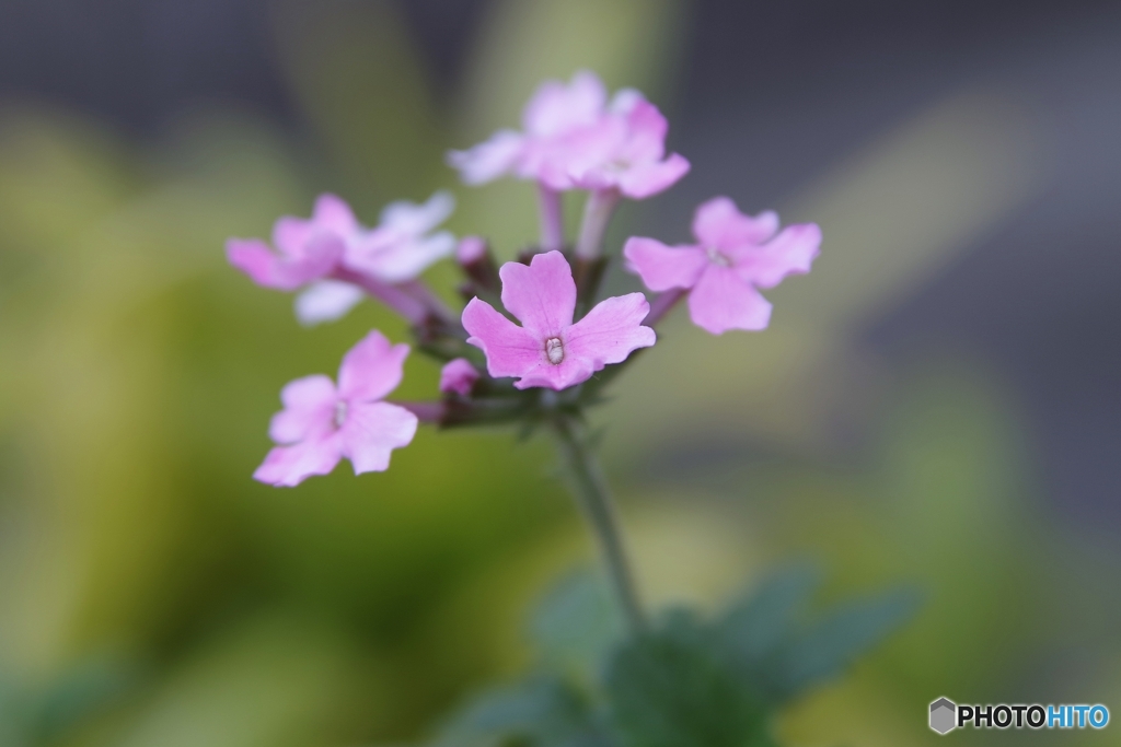 名は知らねどもハートの花びら